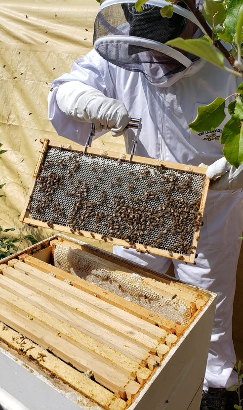 working the bee hive